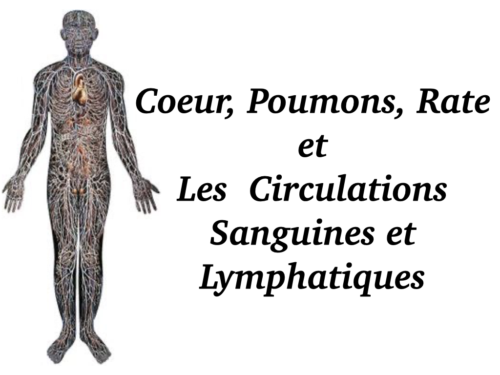 Coeur, Poumons et Circulation.002