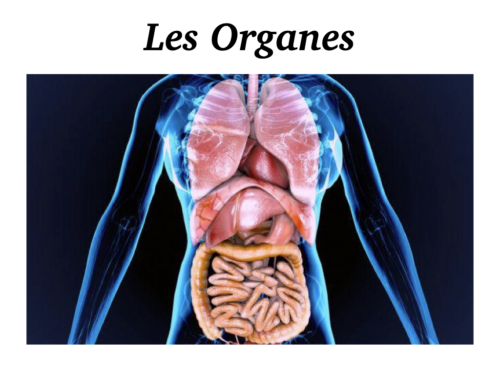 Coeur, Poumons et Circulation.004