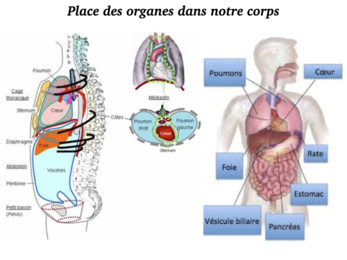 Coeur, Poumons et Circulation.005