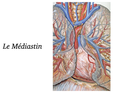 Coeur, Poumons et Circulation.006