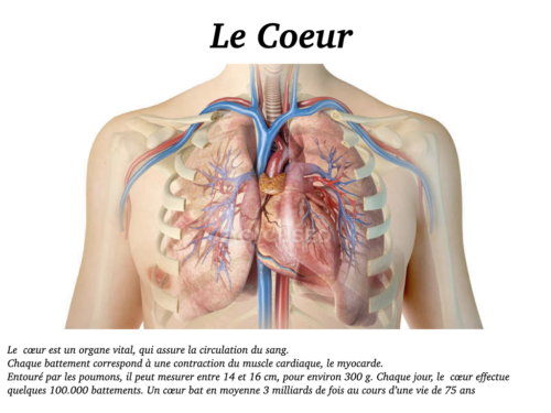 Coeur, Poumons et Circulation.007