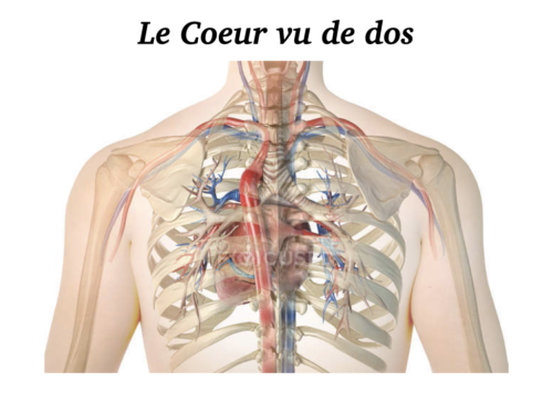 Coeur, Poumons et Circulation.008