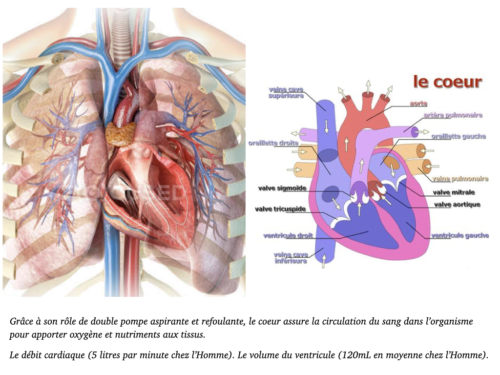 Coeur, Poumons et Circulation.009