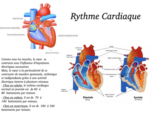 Coeur, Poumons et Circulation.010
