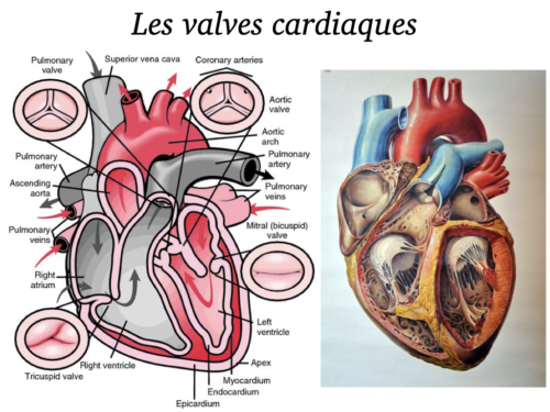 Coeur, Poumons et Circulation.011