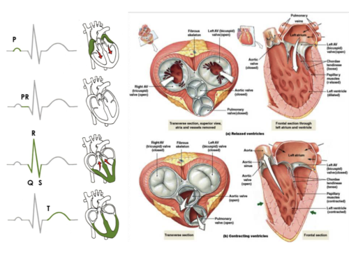 Coeur, Poumons et Circulation.012