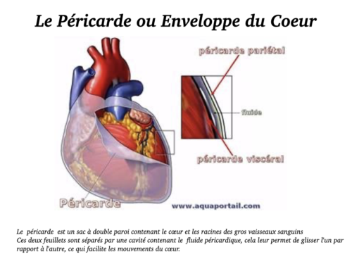 Coeur, Poumons et Circulation.013