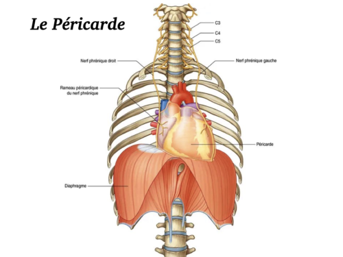 Coeur, Poumons et Circulation.014
