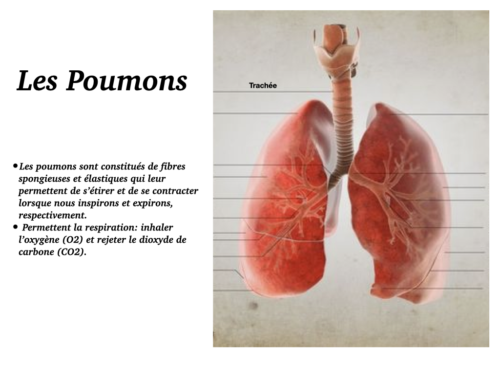Coeur, Poumons et Circulation.017