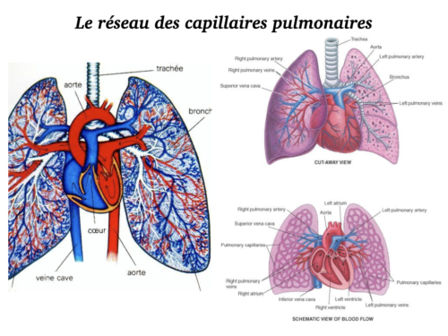 Coeur, Poumons et Circulation.018