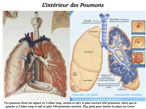 Coeur, Poumons et Circulation.019