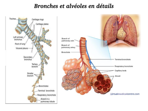 Coeur, Poumons et Circulation.020