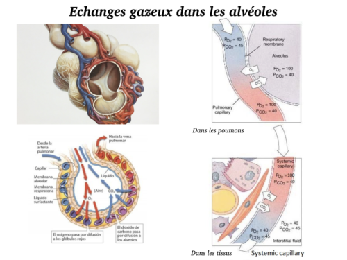 Coeur, Poumons et Circulation.021