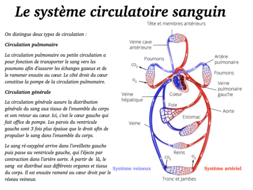 Coeur, Poumons et Circulation.023