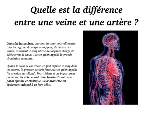 Coeur, Poumons et Circulation.024