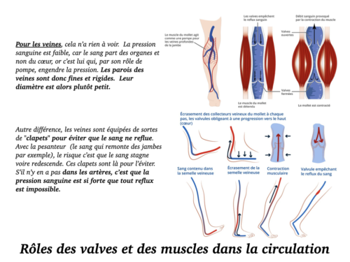 Coeur, Poumons et Circulation.025