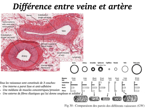 Coeur, Poumons et Circulation.026