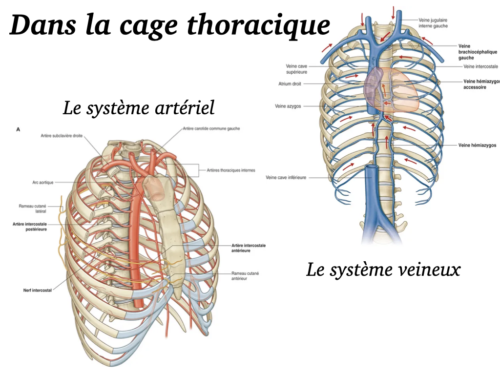Coeur, Poumons et Circulation.027