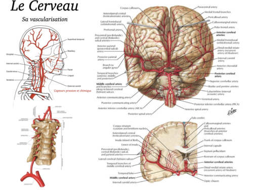 Coeur, Poumons et Circulation.028
