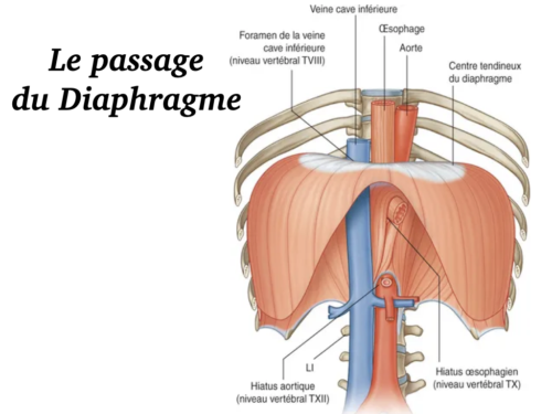 Coeur, Poumons et Circulation.029