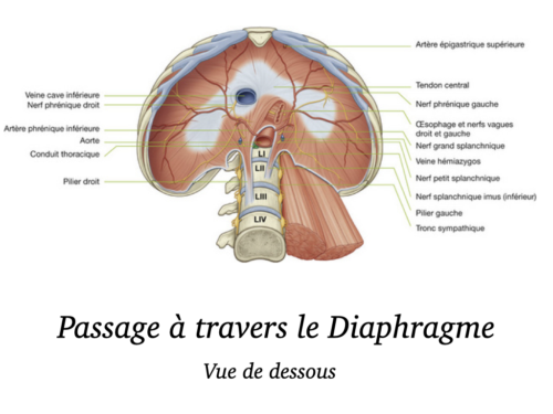 Coeur, Poumons et Circulation.030