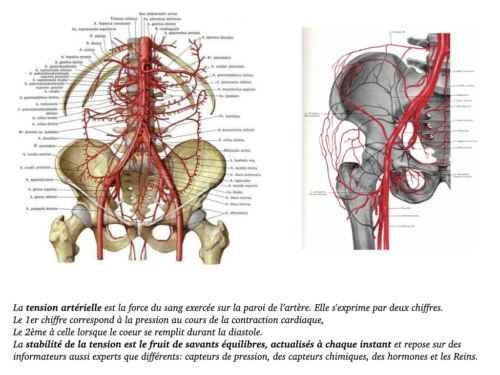 Coeur, Poumons et Circulation.031