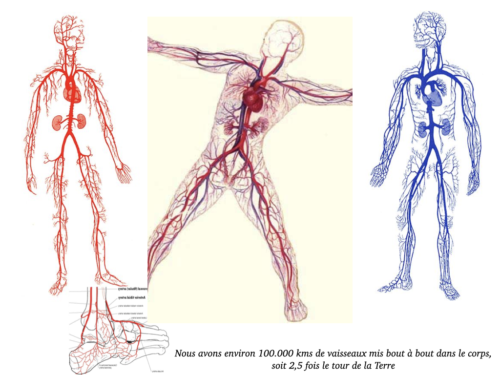 Coeur, Poumons et Circulation.032