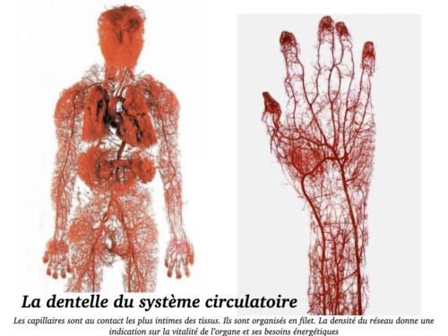 Coeur, Poumons et Circulation.033