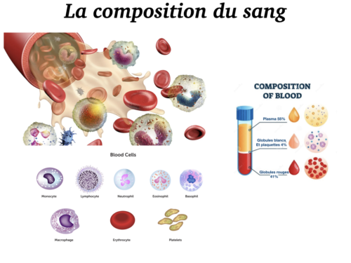 Coeur, Poumons et Circulation.034