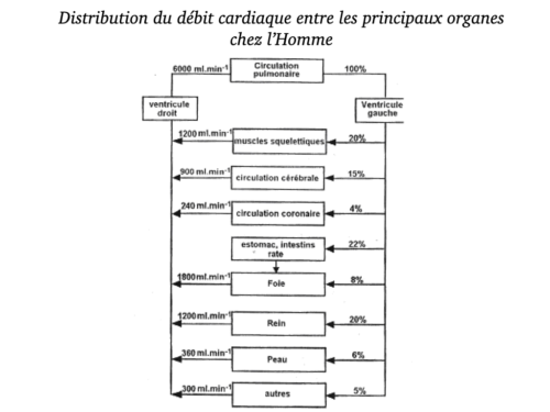 Coeur, Poumons et Circulation.035