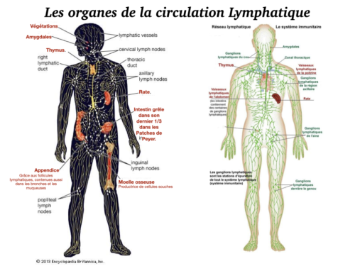 Coeur, Poumons et Circulation.036