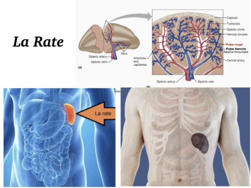 Coeur, Poumons et Circulation.037