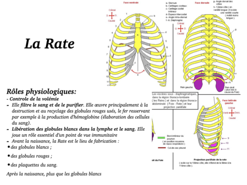 Coeur, Poumons et Circulation.038