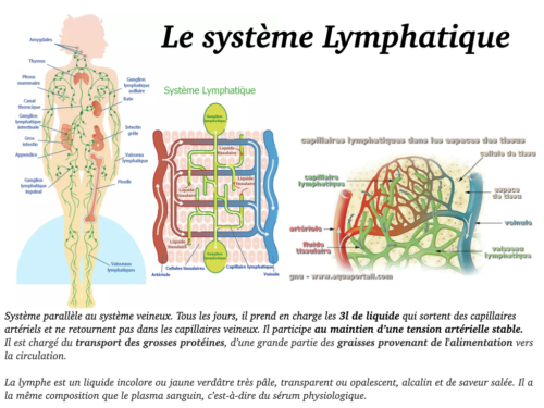 Coeur, Poumons et Circulation.040