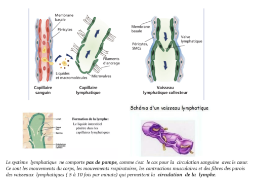 Coeur, Poumons et Circulation.041