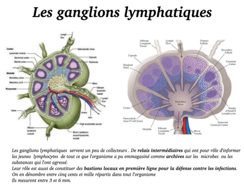 Coeur, Poumons et Circulation.042