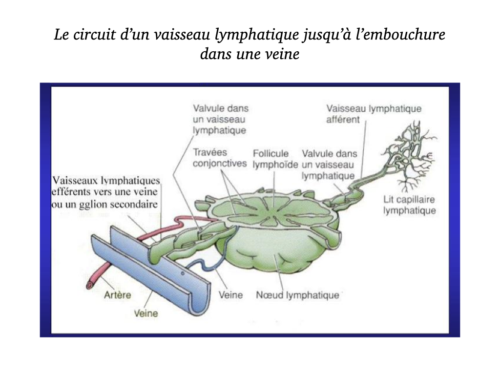 Coeur, Poumons et Circulation.043