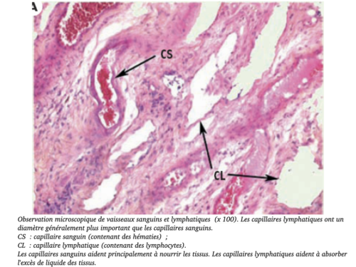 Coeur, Poumons et Circulation.044