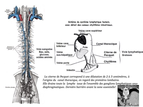 Coeur, Poumons et Circulation.045