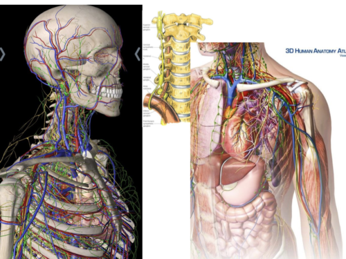Coeur, Poumons et Circulation.046
