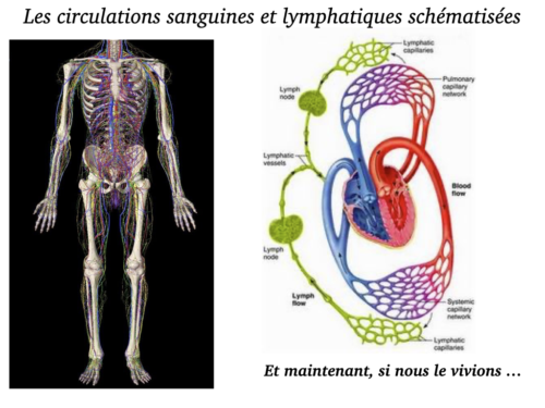 Coeur, Poumons et Circulation.047