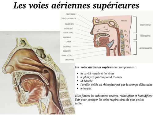 La Respiration pour tous.003