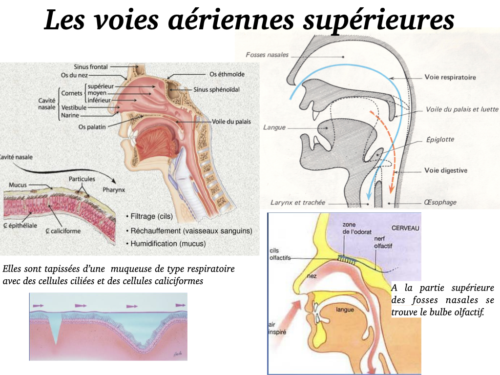 La Respiration pour tous.004