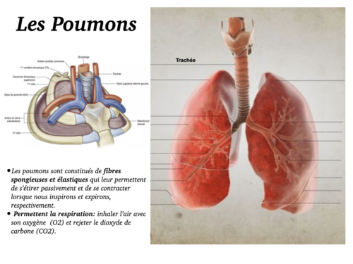 La Respiration pour tous.009