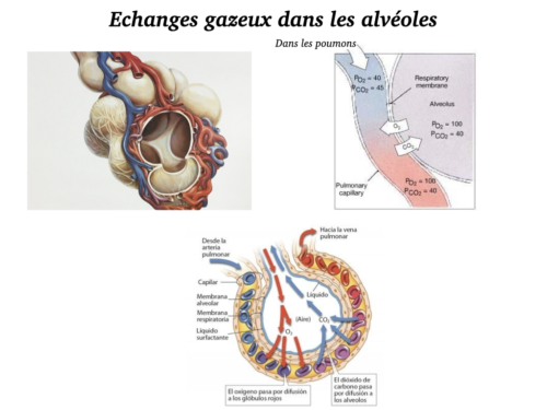 La Respiration pour tous.017