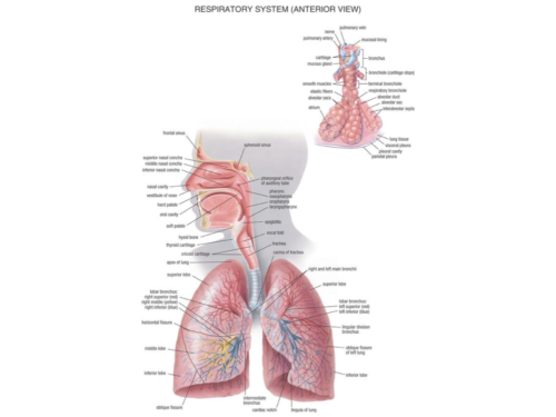 La Respiration pour tous.018