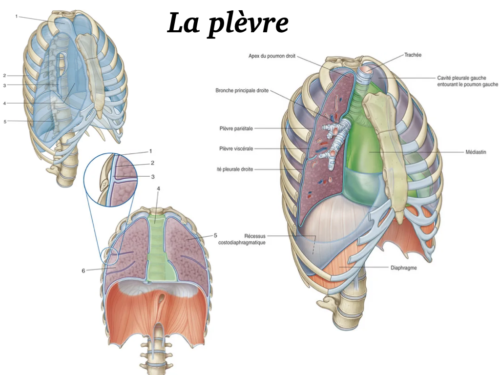 La Respiration pour tous.019