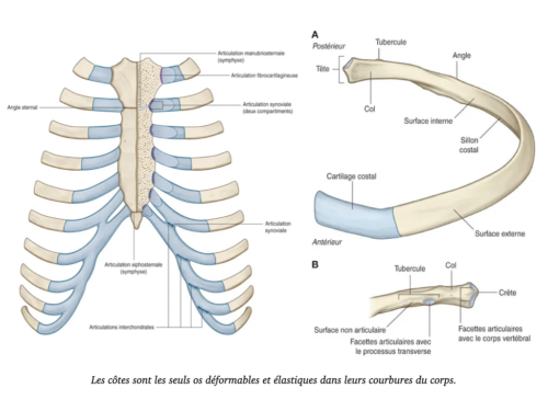 La Respiration pour tous.024