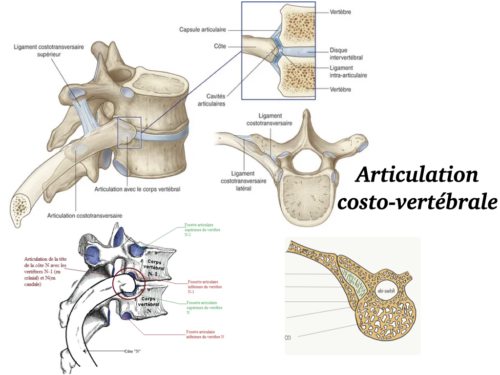 La Respiration pour tous.025