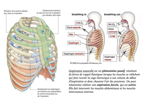 La Respiration pour tous.031